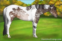 Horse Color:Brown Ice Tobiano 