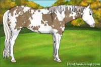 Horse Color:White Spotted Silver Grullo Splash 