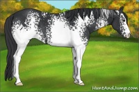 Horse Color:White Spotted Black Sabino 