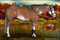 Horse Color:Liver Chestnut Sabino Rabicano 