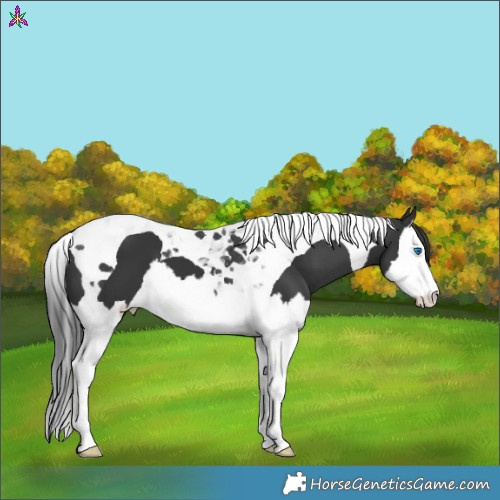Horse Color:Black Splash Tobiano 