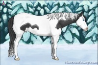 Horse Color:Black Splash Tobiano 