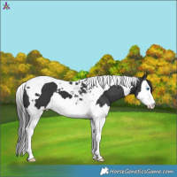 Horse Color:Black Splash Tobiano