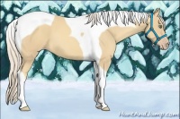 Horse Color:Gold Cream Champagne Tobiano