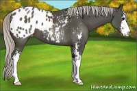 Horse Color:Silver Black Sabino Appaloosa 
