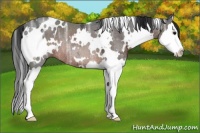 Horse Color:White Spotted Brown Ice Sabino Splash Rabicano