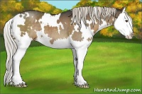 Horse Color:White Spotted Liver Chestnut Sabino Splash 