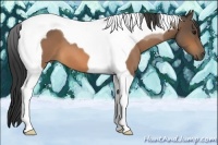 Horse Color:Buckskin Roan Tobiano