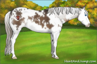 Horse Color:White Spotted Liver Chestnut Splash 