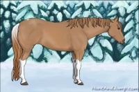 Horse Color:Chestnut Tobiano