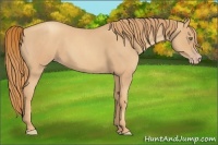Horse Color:Gold Champagne Roan
