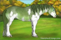 Horse Color:Liver Chestnut Splash 