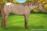 Horse Color:Red Dun Appaloosa 