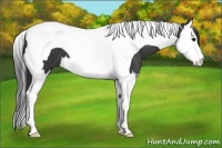 Horse Color:Black Splash Tobiano