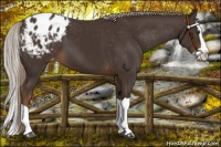 Horse Color:Liver Chestnut Splash Appaloosa 