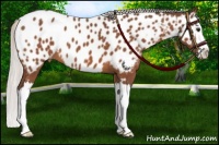 Horse Color:Silver Brown Sabino Splash Appaloosa 