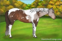 Horse Color:White Spotted Liver Chestnut Tobiano 