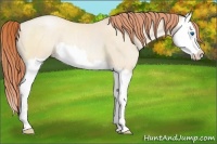 Horse Color:Amber Cream Champagne Pearl Splash 