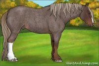 Horse Color:Liver Red Roan 
