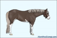 Horse Color:Silver Black Sabino 