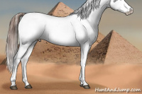 Horse Color:Brown Splash Appaloosa 
