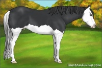 Horse Color:Black Splash