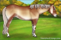 Horse Color:Silver Bay Onyx Rabicano