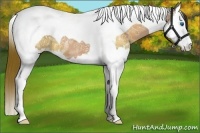 Horse Color:Bay Ice Dun Splash Tobiano 