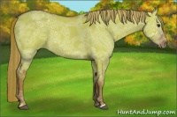 Horse Color:Red Dun Ice 