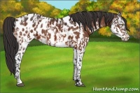 Horse Color:Bay Appaloosa  and Bay Splash Appaloosa 