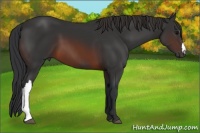 Horse Color:Brown 