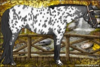 Horse Color:Blue Roan Near Leopard 
