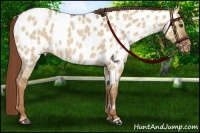 Horse Color:Red Dun Roan Near Leopard 