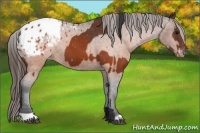 Horse Color:Brown Appaloosa and Brown Appaloosa
