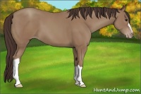 Horse Color:Classic Champagne 