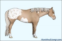 Horse Color:Silver Blue Roan Pearl Frame Appaloosa 