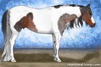 Horse Color:Brown Tobiano
