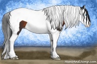 Horse Color:Brown Splash Tobiano Appaloosa 