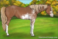Horse Color:Chestnut Sabino