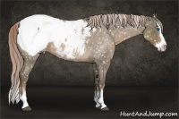 Horse Color:Chocolate Palomino Roan Splash Appaloosa 