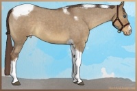 Horse Color:Liver Red Dun Roan Tobiano Frame Varnish 