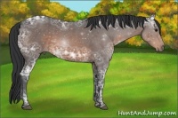 Horse Color:Brown Ice Roan 
