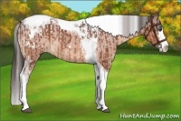 Horse Color:Liver Chestnut Splash Tobiano Varnish Rabicano and Bay Splash Tobiano Varnish
