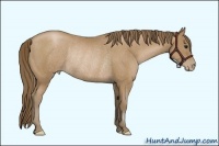 Horse Color:Black Pearl Rabicano 