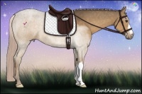 Horse Color:Chocolate Palomino 