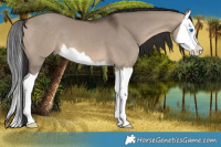Horse Color:Brown Dun Splash 