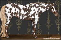 Horse Color:Liver Chestnut Near Leopard 