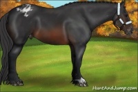 Horse Color:Brown Appaloosa 