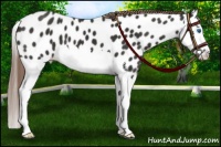 Horse Color:Liver Chestnut Splash Appaloosa 