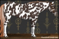 Horse Color:Liver Chestnut Appaloosa 